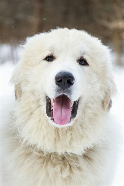 How Much Does a Great Pyrenees Cost? | It's Dog or Nothing
