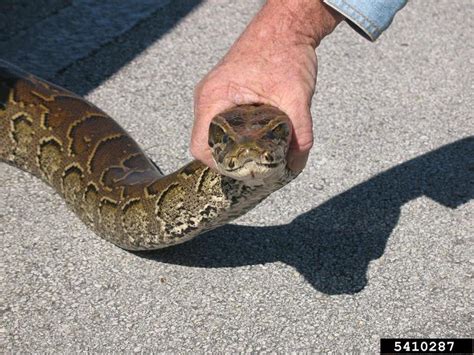 Pythonidae 的图像结果