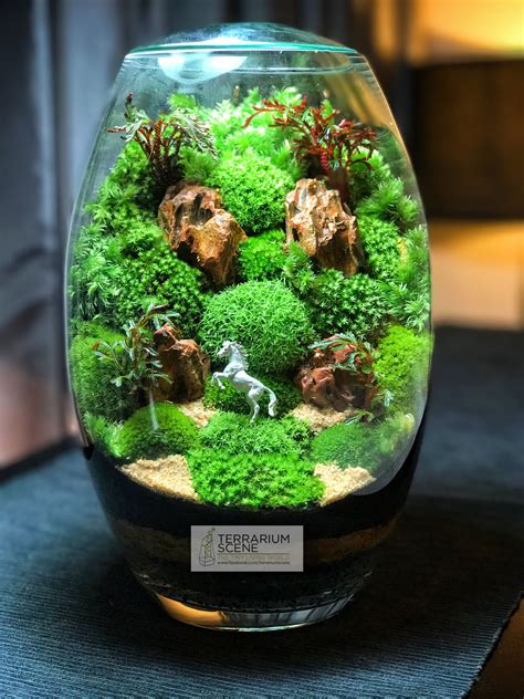 Pin by TerrariumScene on Terrarium Scene | Closed terrarium plants ...