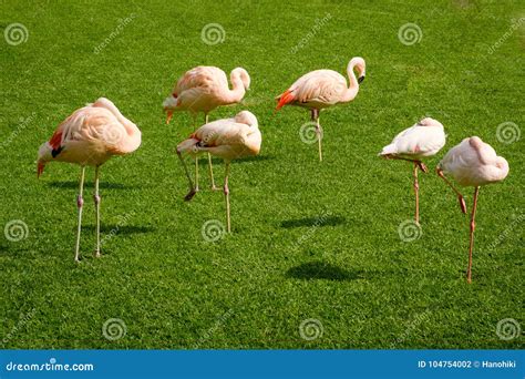Flamingo, Group of Flamingos Standing on Meadow Stock Photo - Image of ...