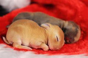 Image result for Newborn Baby Bunny