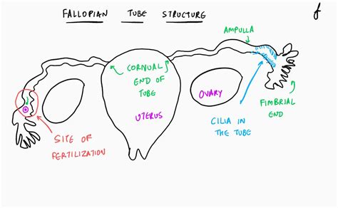 Image result for Fallopian Tube Surgery