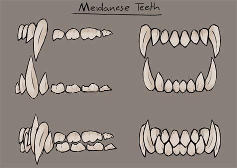 Omnivore Teeth Diagram