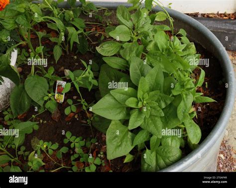 Spinach and Red Bell Pepper plant growing in a vegetable garden in a ...