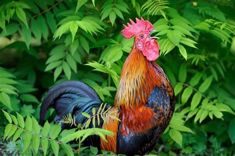 Why Do Roosters Crow? 6 Main Reasons for Crowing