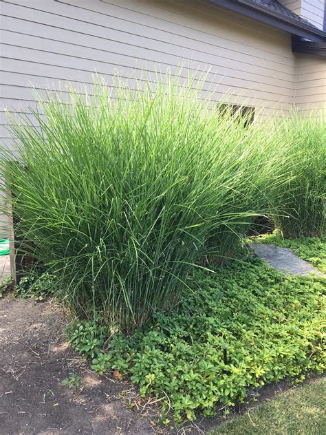 Explore Ornamental Grasses for Stunning Landscapes