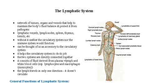 Lymphatic System Overview 的图像结果