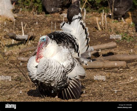 Royal palm turkey hi-res stock photography and images - Alamy