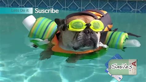 Animal Bloopers Compilation 的图像结果