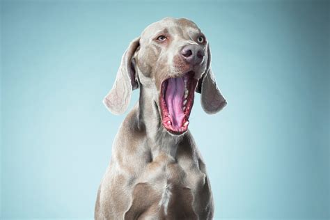 What Causes A Dog To Yawn A Lot
