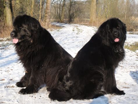 Newfoundlander Dogs 的图像结果