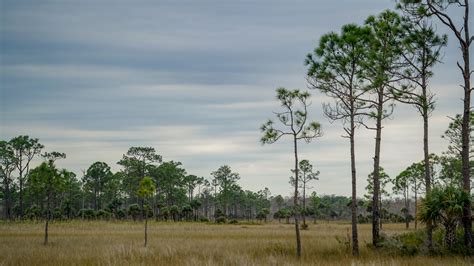 Wallpaper trees, grass, savannah, sky hd, picture, image