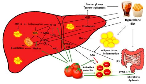 Lycopene Modulates Pathophysiological Processes of Non-Alcoholic Fatty ...
