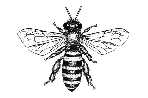 Bee Scientific Drawing at GetDrawings | Free download