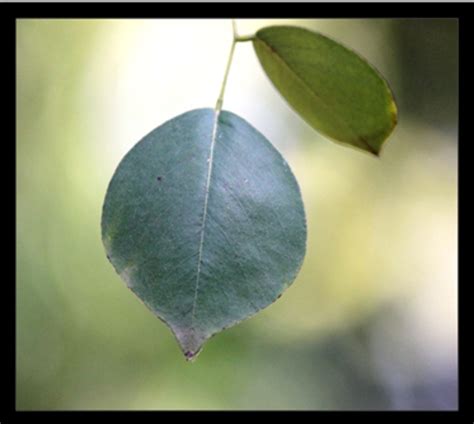 CSIR-NEERI Biodiversity Portal