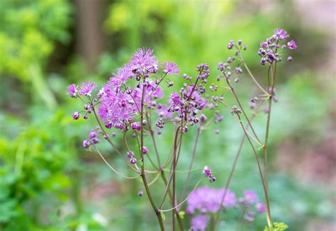 Deer Repellent Perennial Plants Names 27 Deer Resistant Perennial