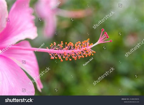 Filament Of A Flower