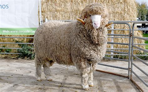 Australian Sheep & Wool Show 2024