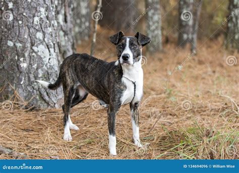 Whippet Mixed Breeds