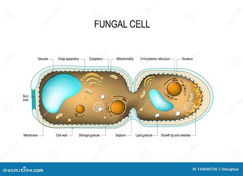 Fungi Diagram Hyphae