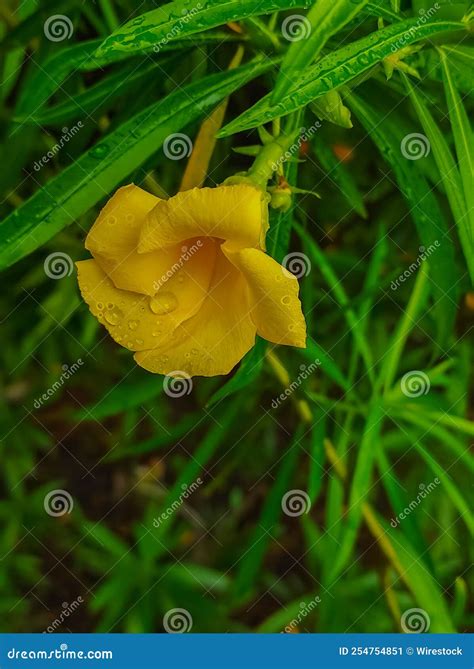 Rose Laurel Several South Sea Rose Sweet Scented Oleander Kaner Kanel ...