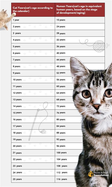Cat Age Calculator - How Old Is My Cat In Human Years?