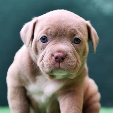 Great Pyrenees Lab Mix Facts, Size, Coat Colors, Exercise & More