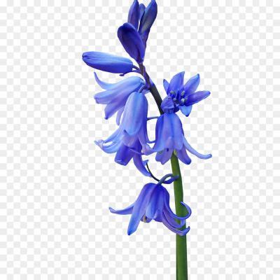 Bluebells Flower PNG Clipart 0WJB8GK2 - Pngsource