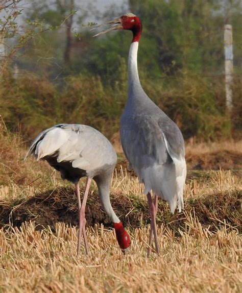 Sarus Crane,સારસ