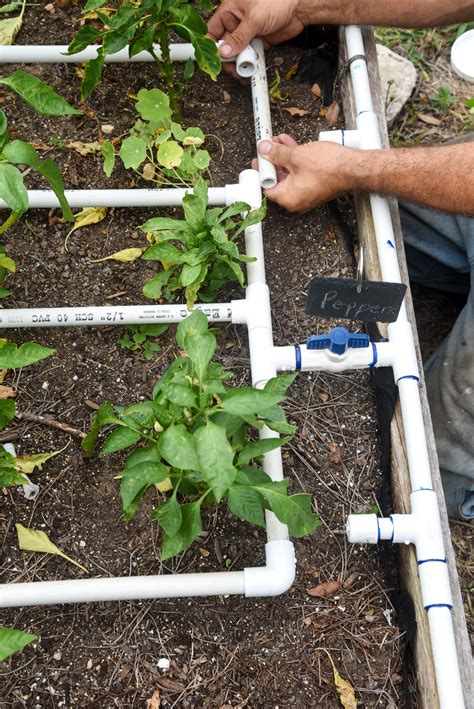 Raised bed drip irrigation watering system drip irrigation watering ...