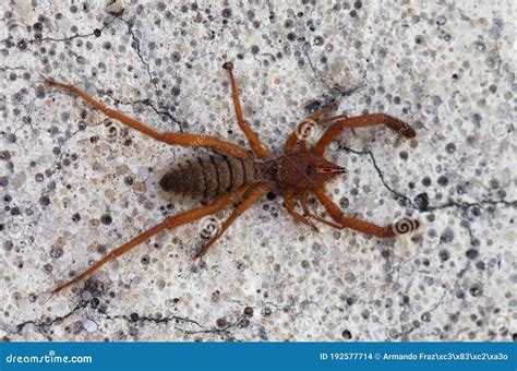Camel Spider. Close Up Camel Spider. Also Known As Windscorpion, Solifugae Or Sun Spider. Wind ...
