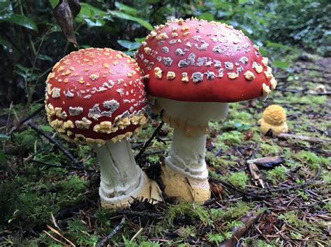 Are Big Red Mushrooms Poisonous at Katie Felton blog