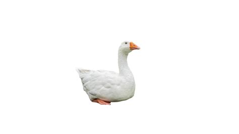 Goose png transparent (22) - Photo #1140 - BiNps PNG Website