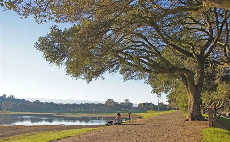 Quercus agrifolia, coast live oak | Trees of Stanford & Environs
