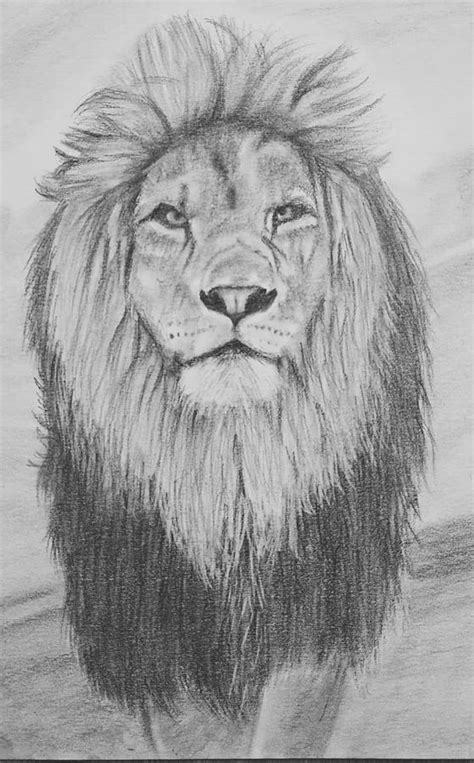 Lion Drawing Tutorial 的图像结果