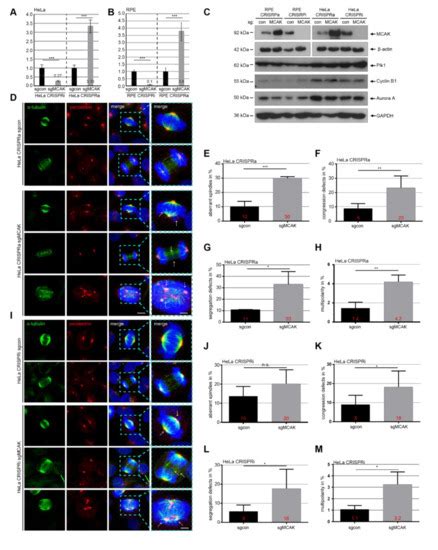 Cancers | Special Issue : Microtubule Dynamics and Cancer