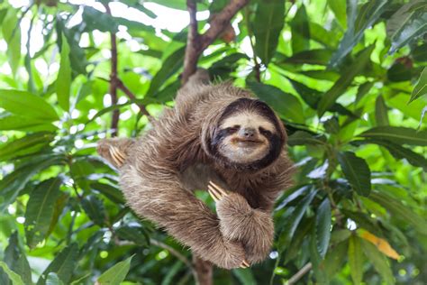 Pet Sloth 的图像结果
