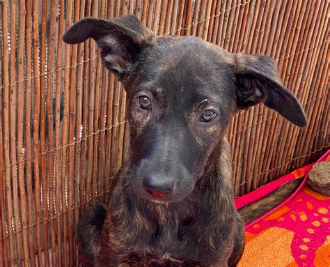 Ombra » Kanarenhunde e.V.