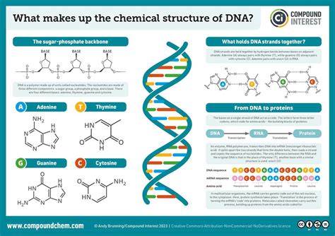Image result for RNA DNA Explained