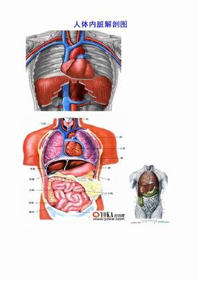 人体各部分及内脏解剖图(全)下载_Word模板_38 - 爱问文库