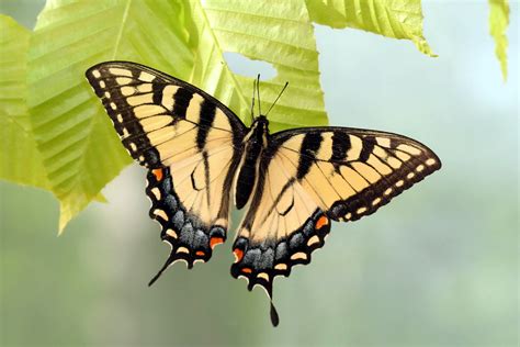 Tiger Swallowtail Butterfly