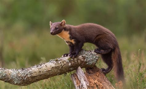 5 Types of Weasels in Michigan (Pictures and Identification)