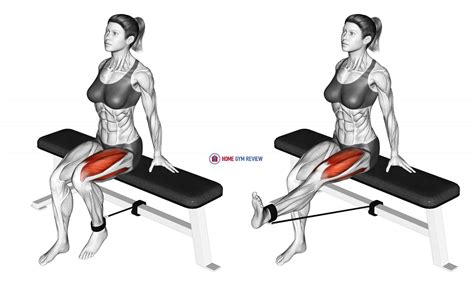 Band Seated Leg Extension (female) - Home Gym Review