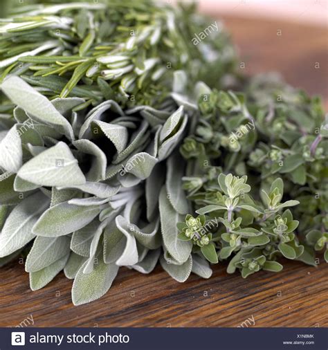 Rosemary Thyme Sage Stock Photos & Rosemary Thyme Sage Stock Images - Alamy
