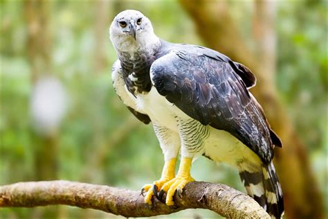 Harpy Eagle Pictures - AZ Animals