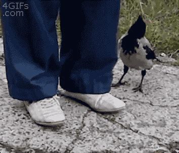 Image result for Misdirection Magic Tricks