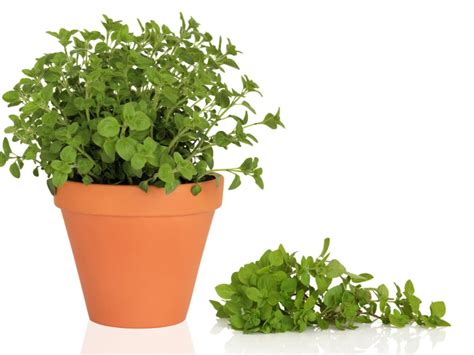 Oregano Herb Plant