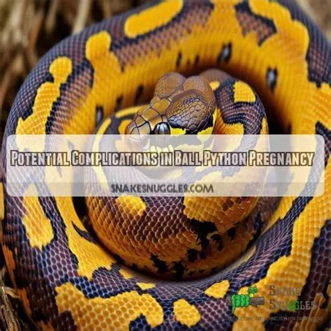 Ball Python Pregnancy 的图像结果