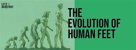 Human Foot Evolution 的图像结果