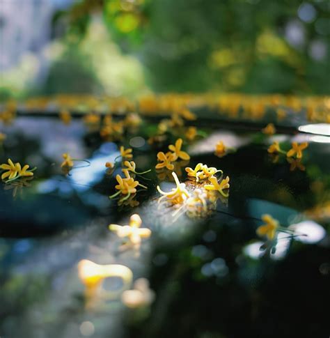 植物图片-高清植物图片-植物图片大全